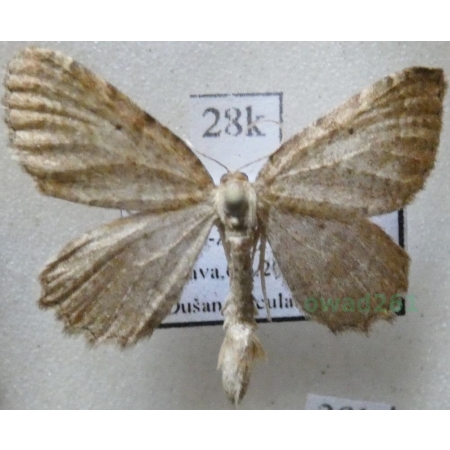 Philereme vetulata (Denis & Schiffermüller, 1775) Paśnik kłębiniec Czech28k